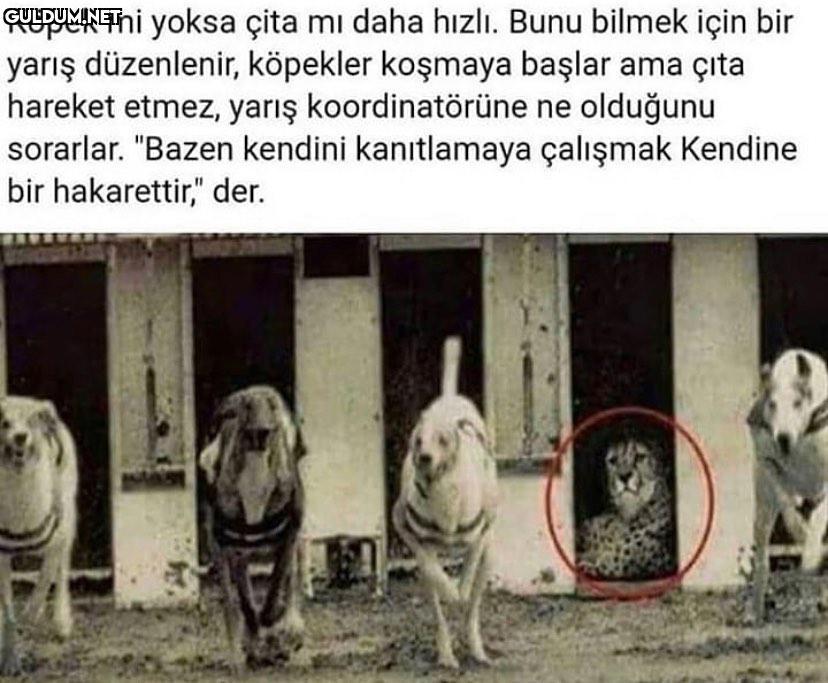 alfa çıta Köpek mi yoksa...