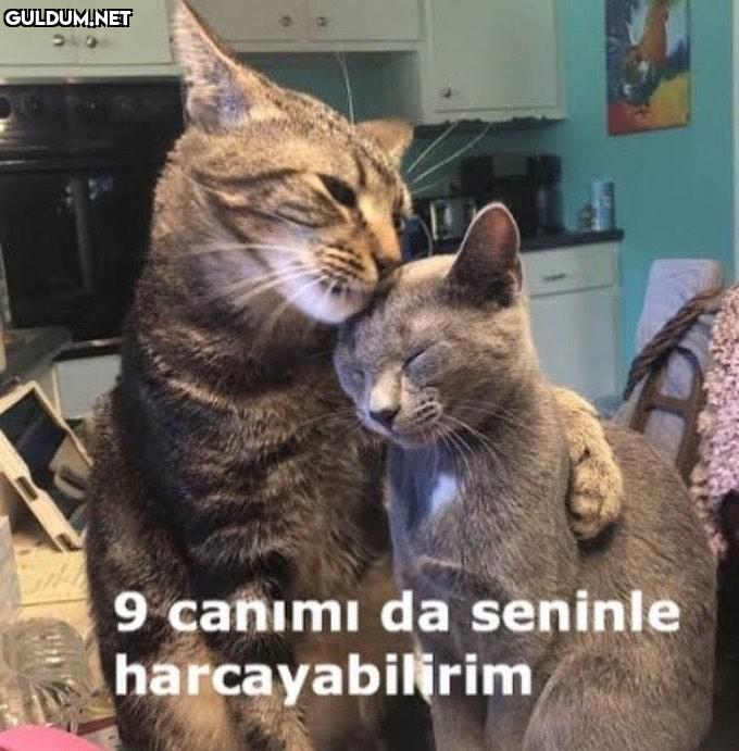Etiketle ❤️ 9 canımı da...