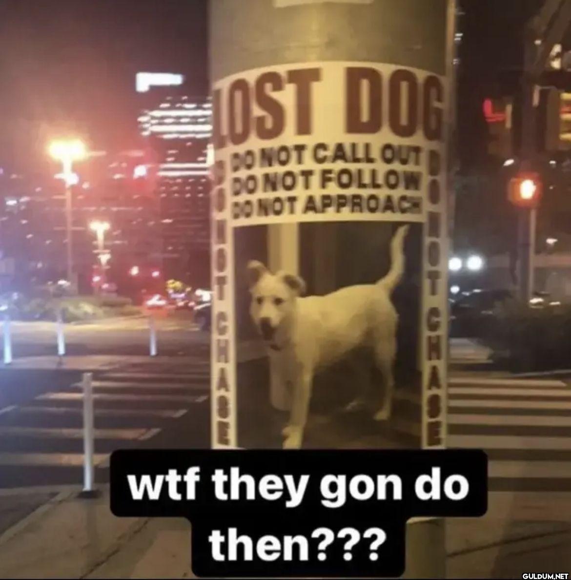 LOST DOG DO NOT CALL OUT...