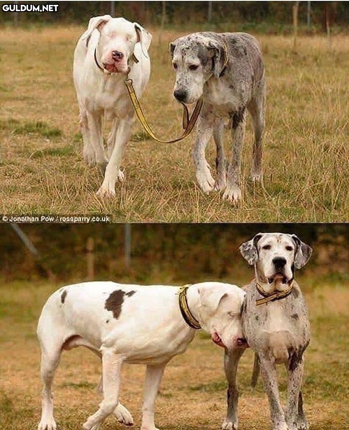 Gözleri görmeyen köpeğe...