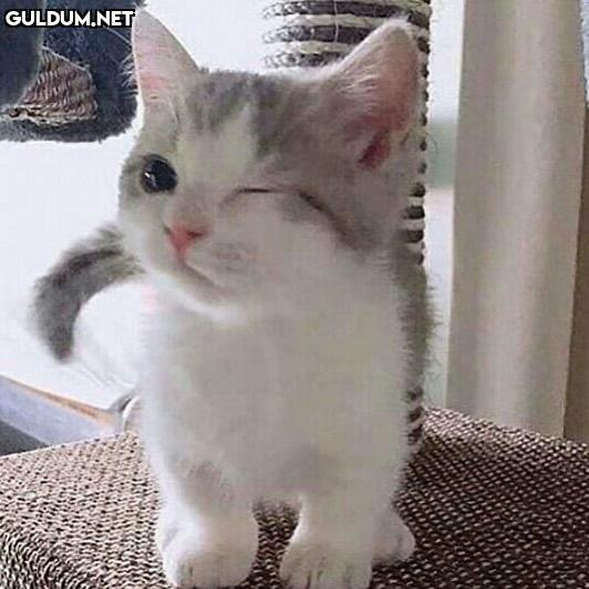herkese iyi geceler, sana...