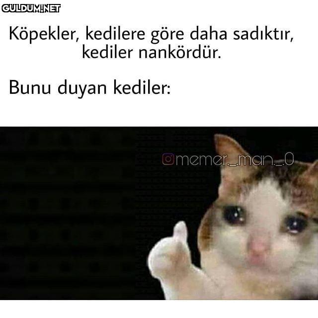 Kedileri üzmein la...