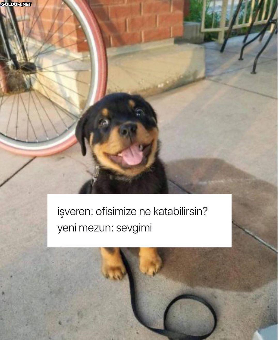 para da lazm işveren:...