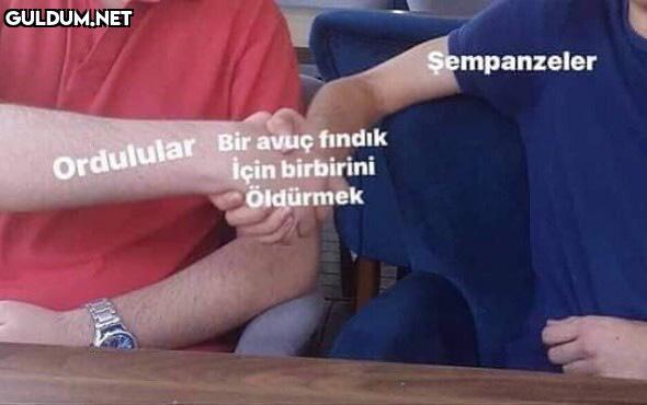 Şempanzeler Ordulular Bir...