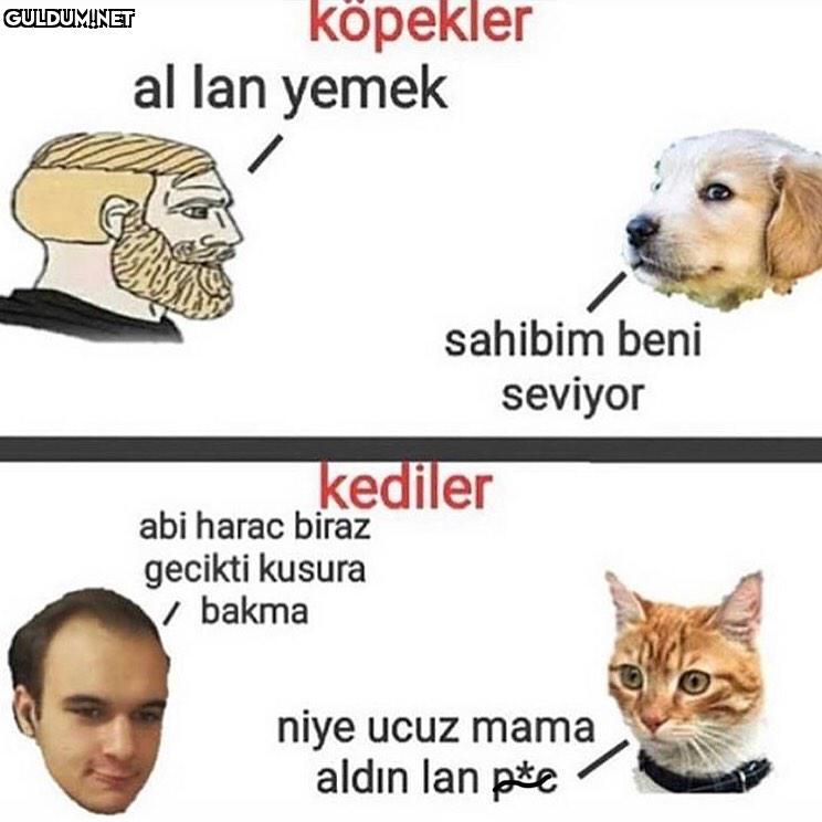 bu doğru mu? köpekler al...