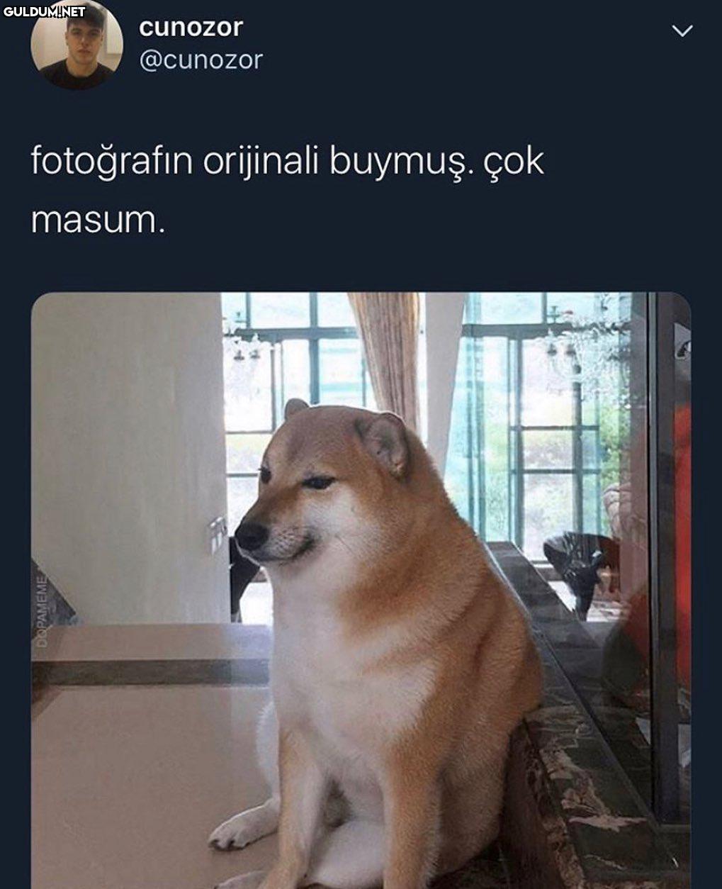 doge gerçekmiş cunozor...