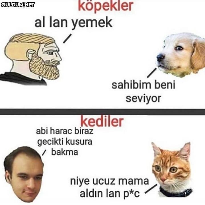 Cidden böyle mi köpekler...