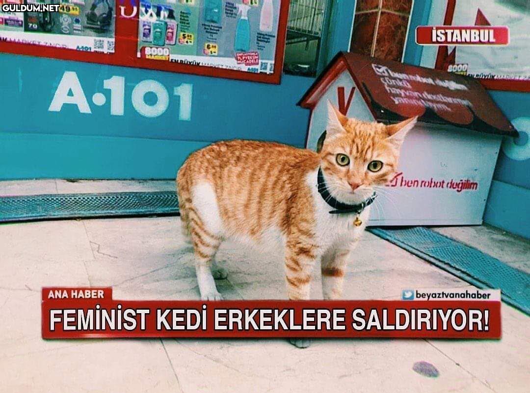 kedi kedidir, pisi pisi...