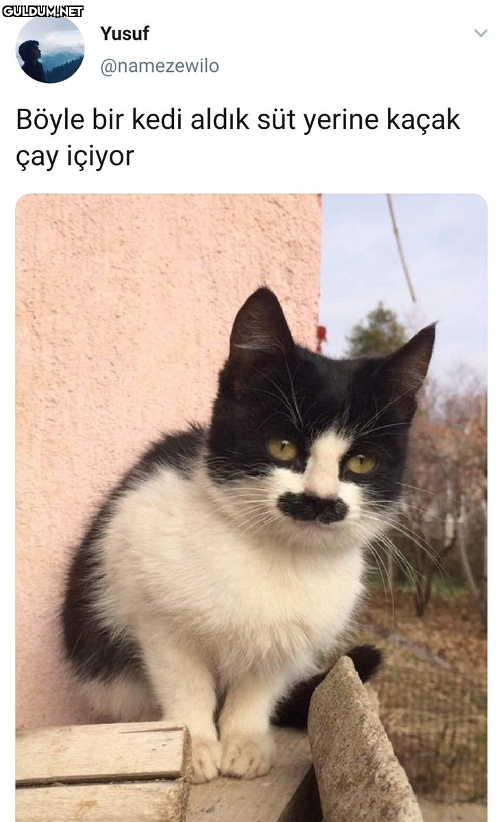 RT @mevzukurtlere1:  ...