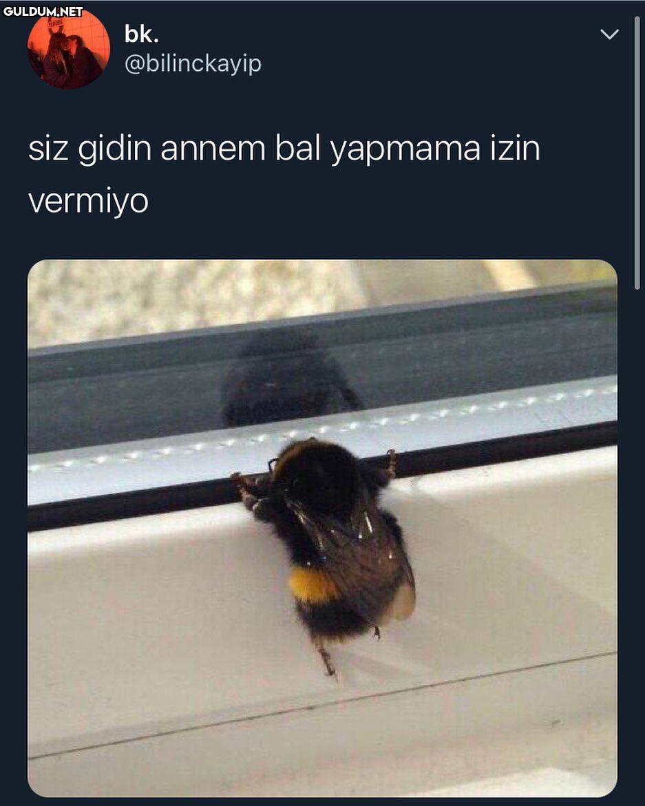 şu tipe bakın naptın...