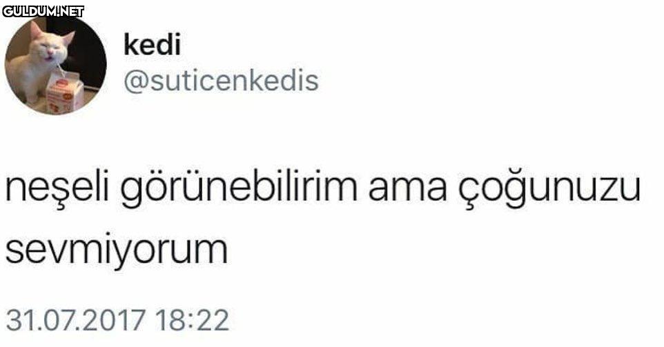 kedi @suticenkedis neşeli...