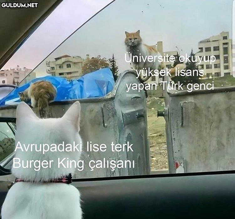 Universite okuyup yüksek...
