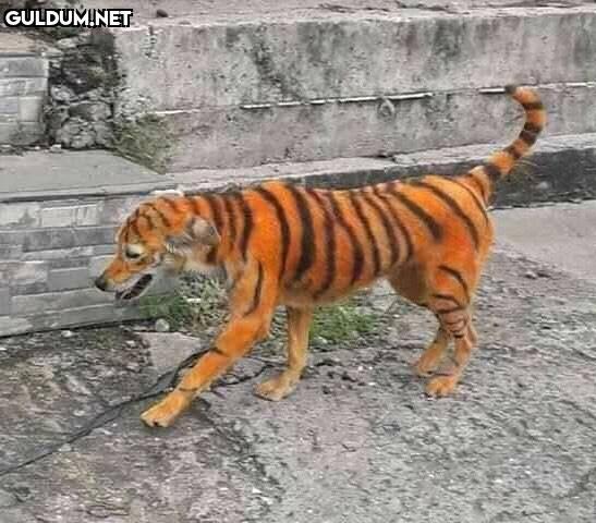 anlamsız fotoğraflar 8459  Kaynak