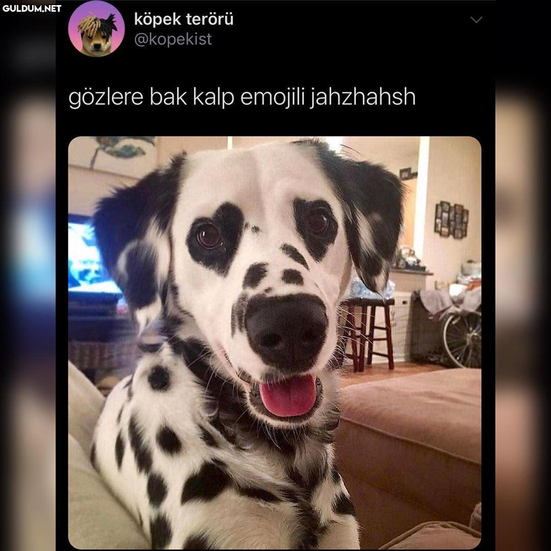 köpek terörü @kopekist...