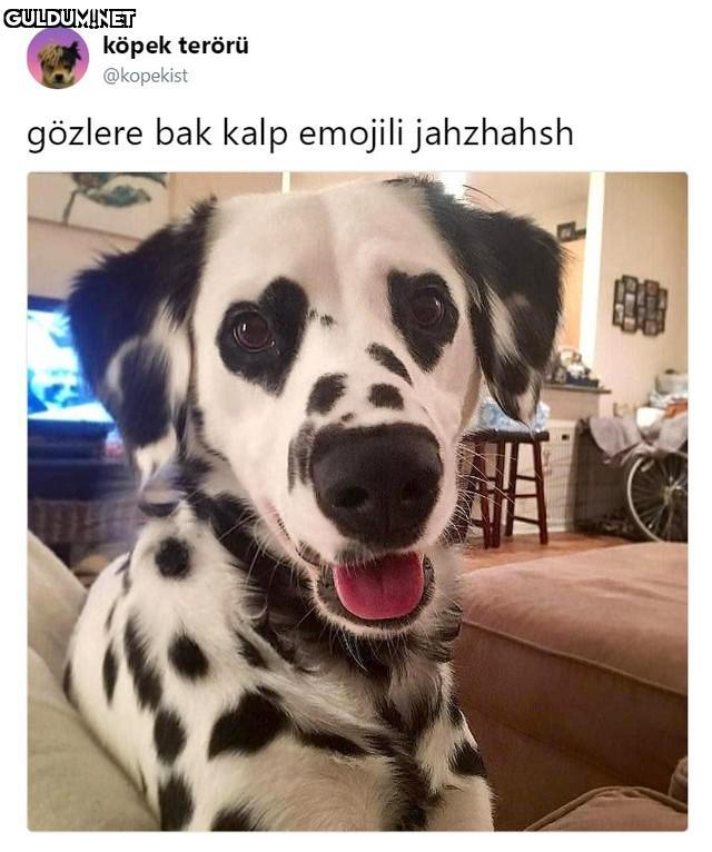 köpek terörü @kopekist...