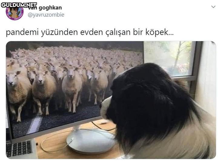Van goghkan @yavruzombie...