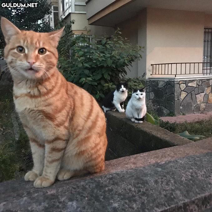 günaydınlar....sosyal...
