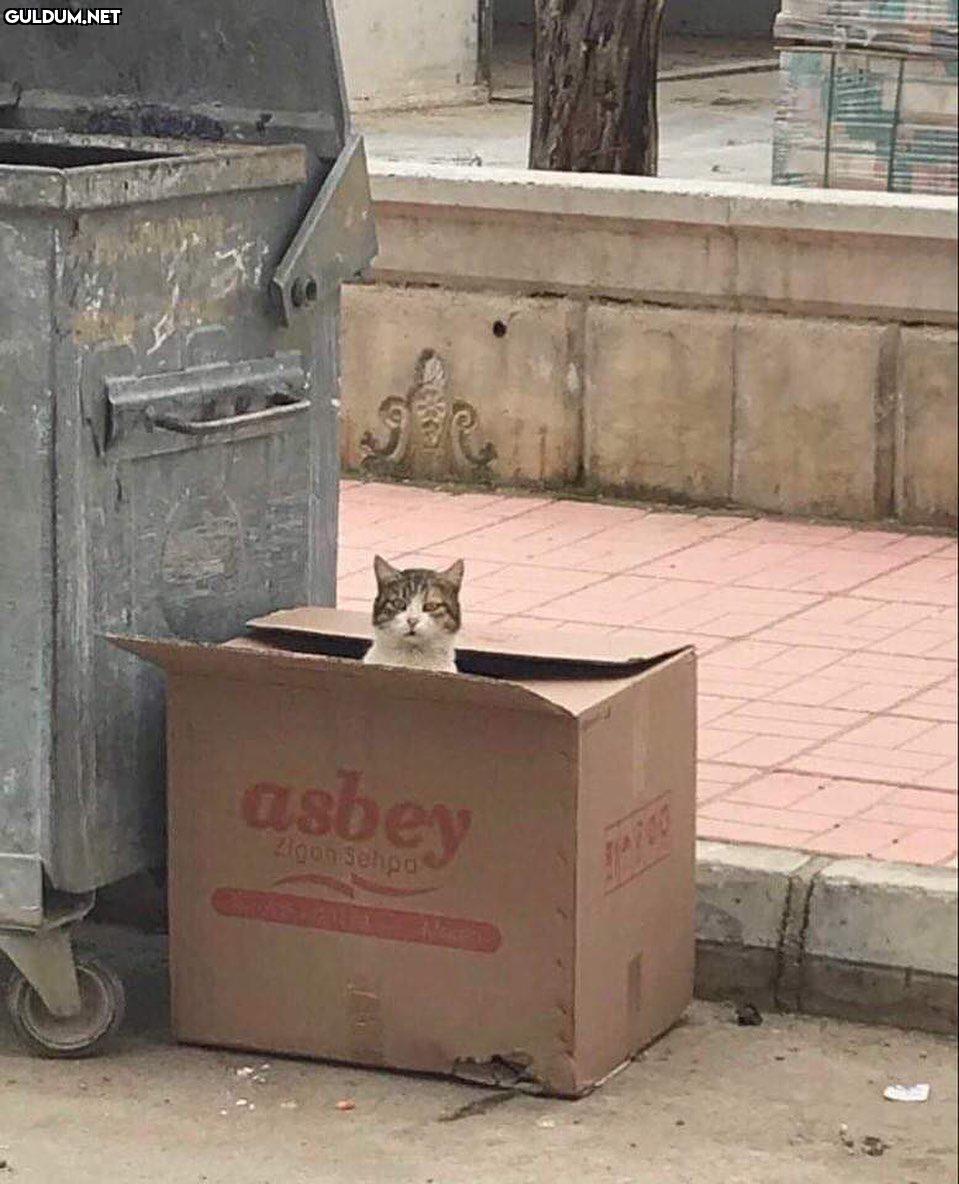 -özcan abi bana mı...