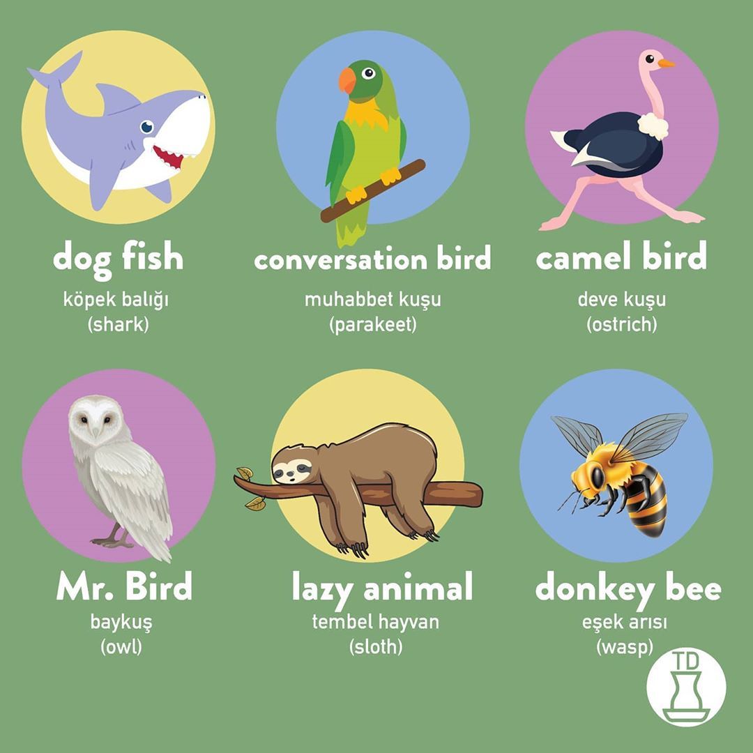 How Turks name the animals...