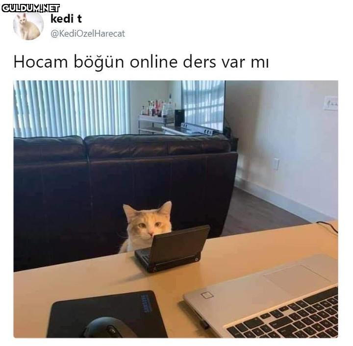kedi t @KediOzelHarecat...