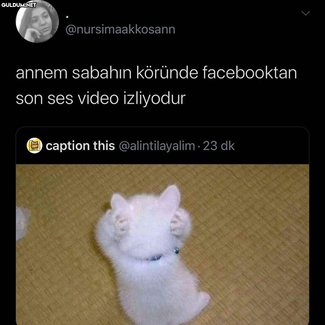 halay videolari...