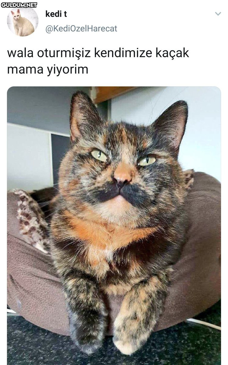 RT @mevzukurtlere1:   kedi...