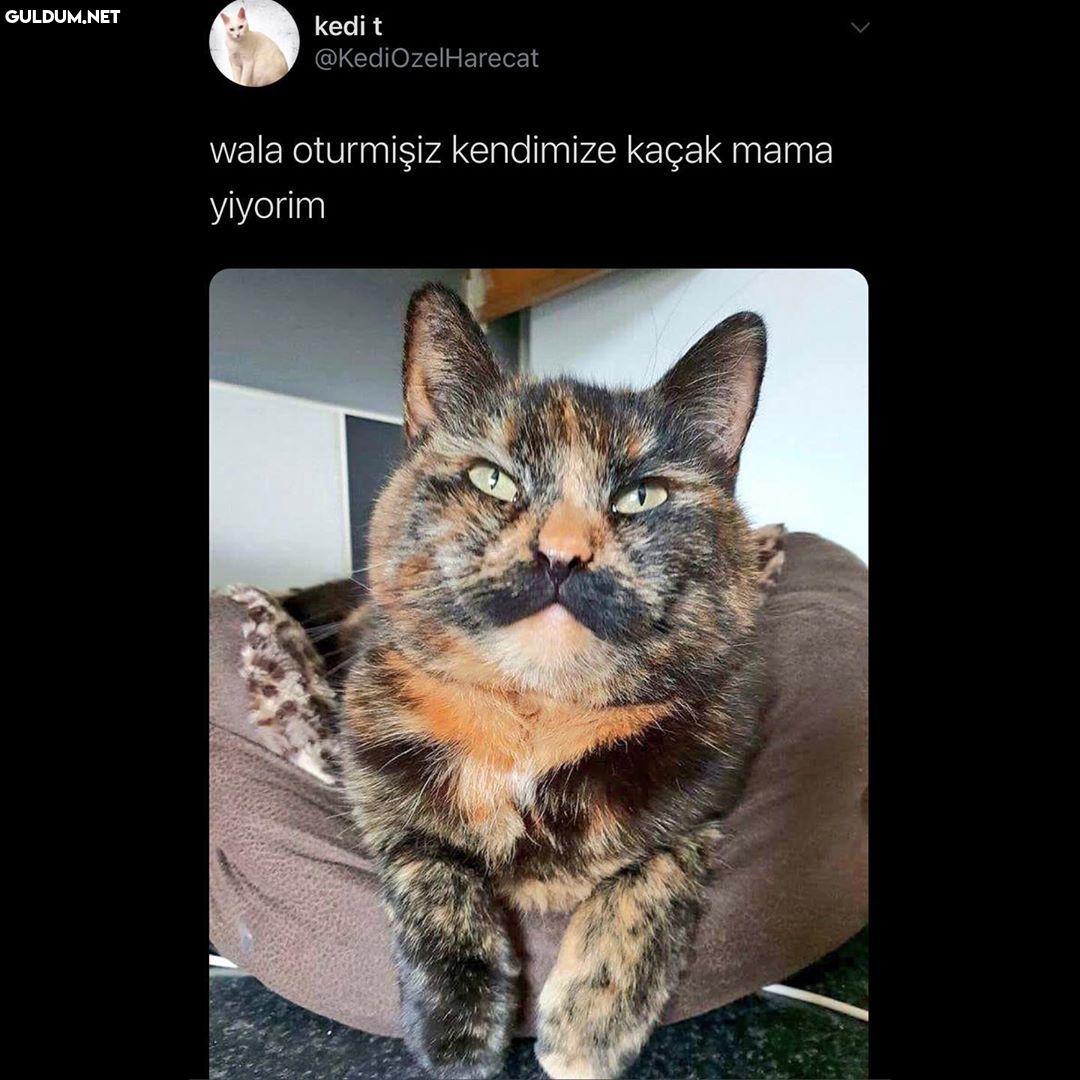 kedi t @KediOzelHarecat...