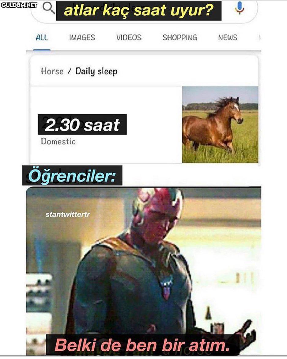 Q atlar kaç saat uyur? ALL...