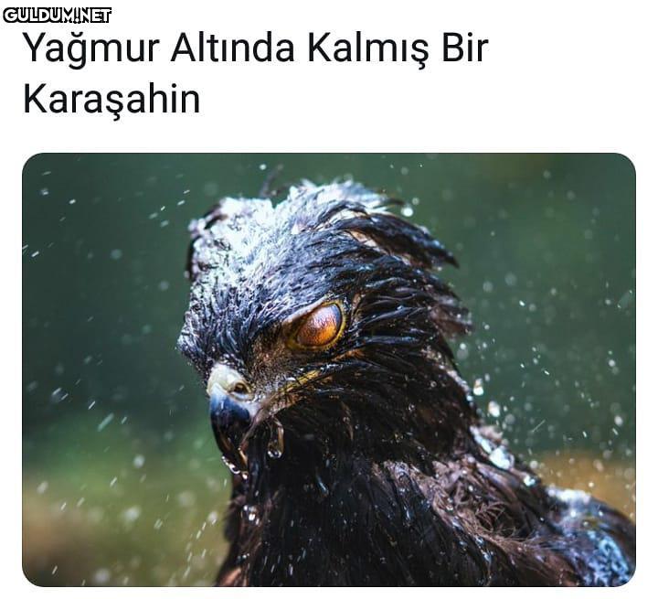 Asalete Bak Yağmur Altında...