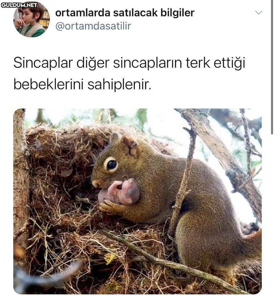 sincaplar yere süper...