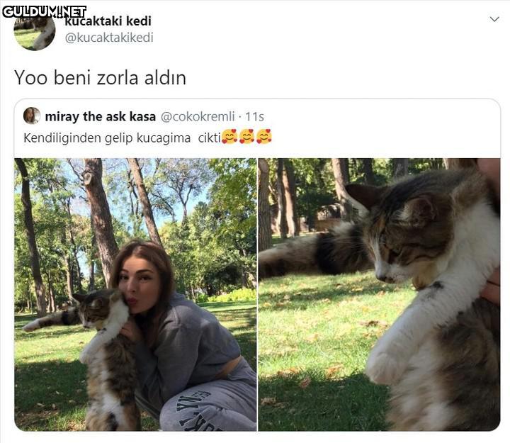 kucaktaki kedi...