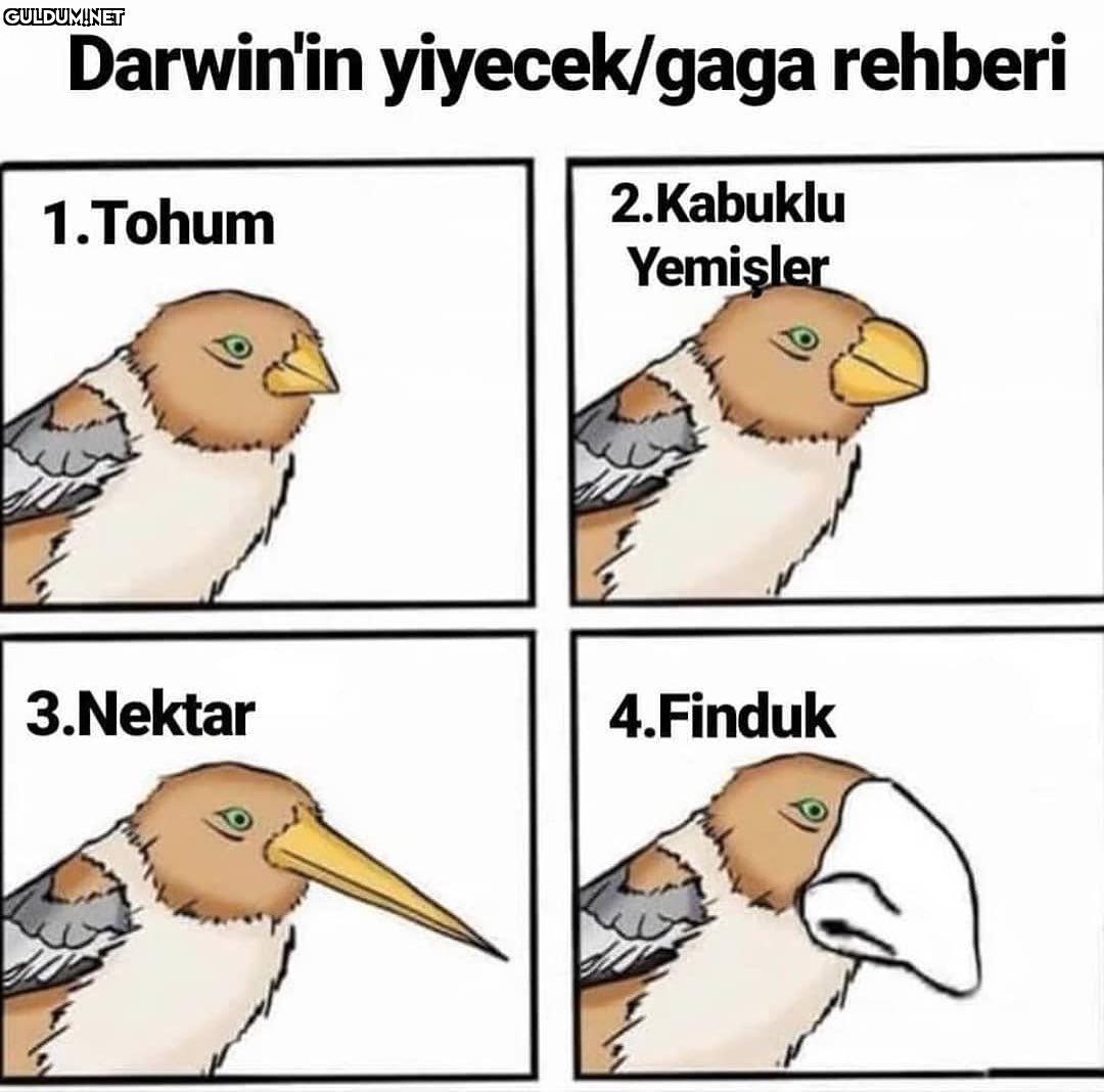 Darwin'in yiyecek/gaga...