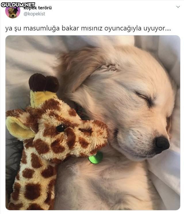 köpek terörü @kopekist ya...