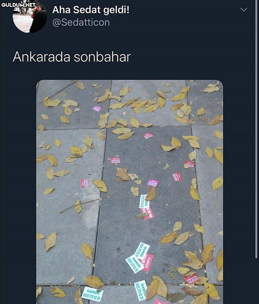 Aha Sedat geldi!...