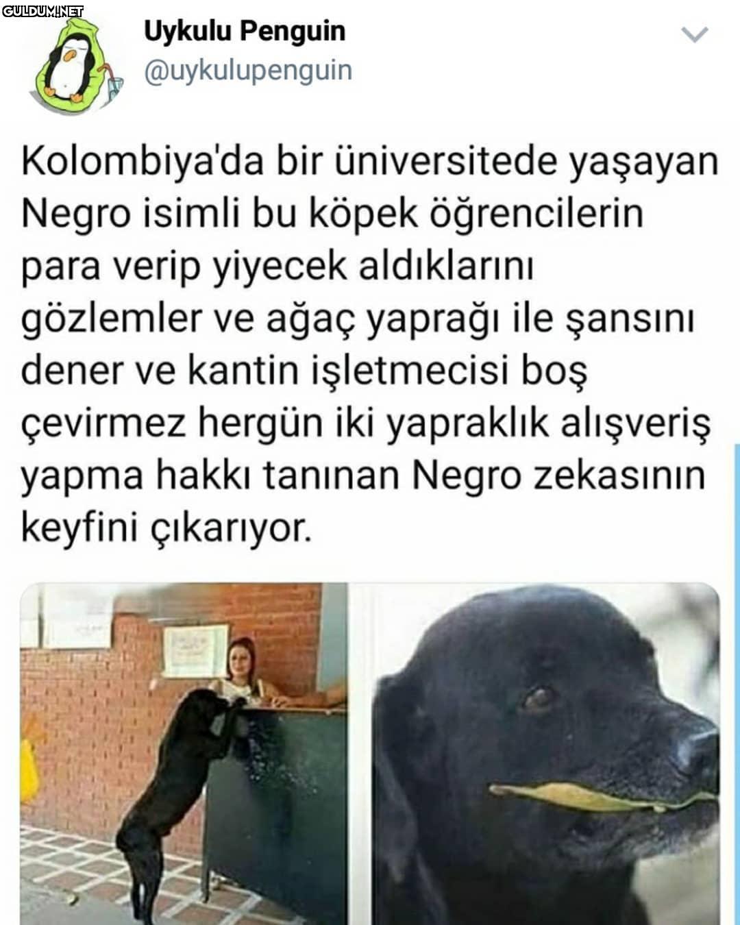Zeka Bi Başka 😂 Uykulu...