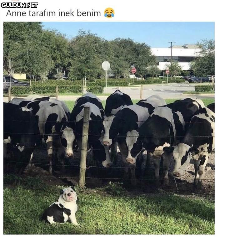 Anne tarafım inek benim   Kaynak