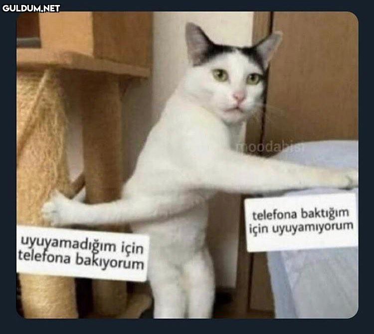 dipsiz paradoks oodabis...