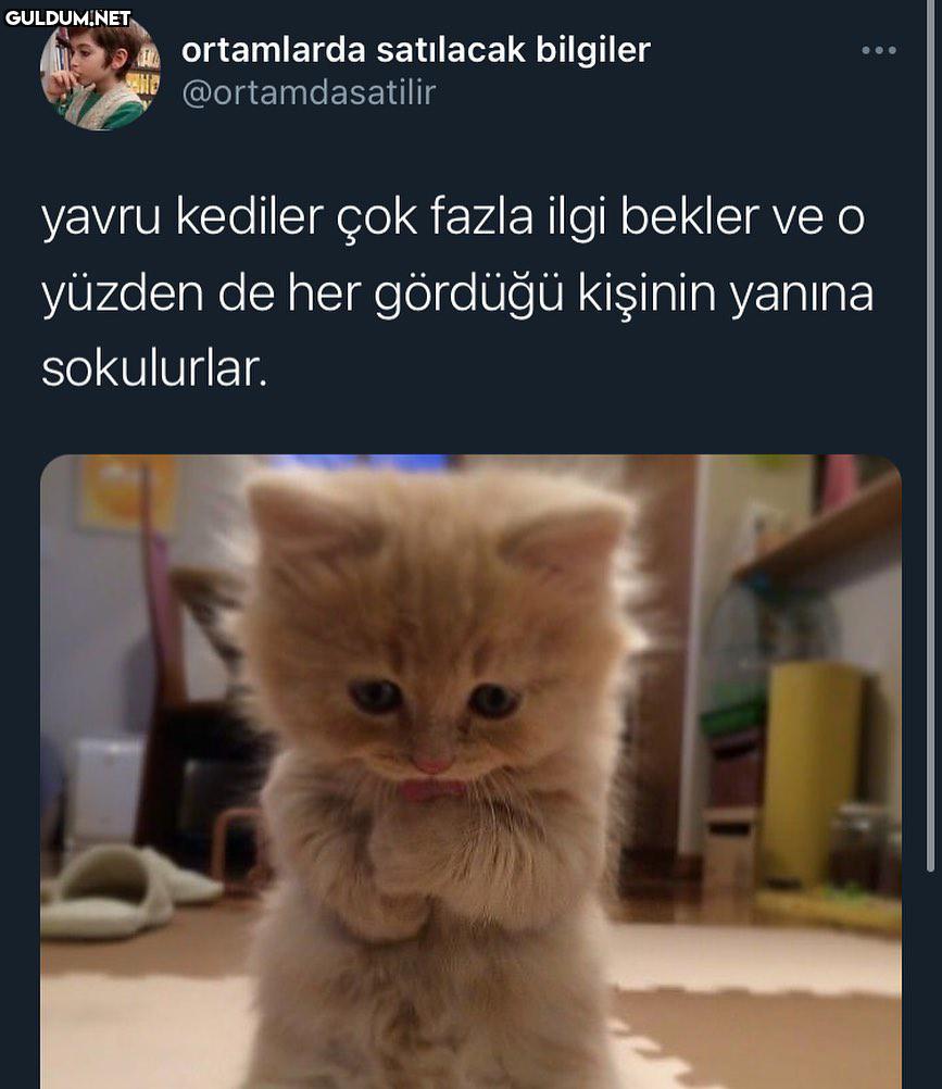 Yavru kedi olduğumu...
