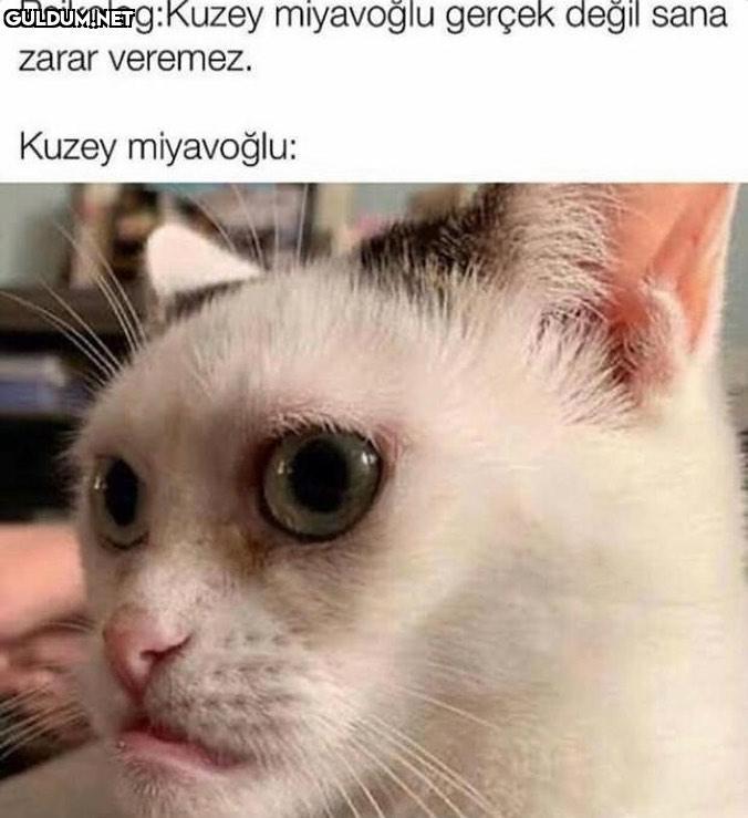 Psikolog:Kuzey miyavoğlu...