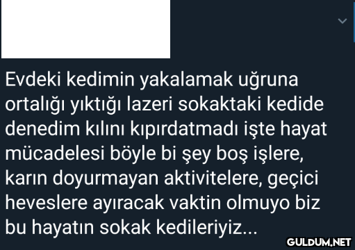 Evdeki kedimin yakalamak...