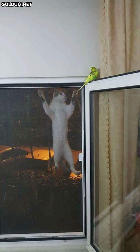 RT @surprisemot:    Kaynak