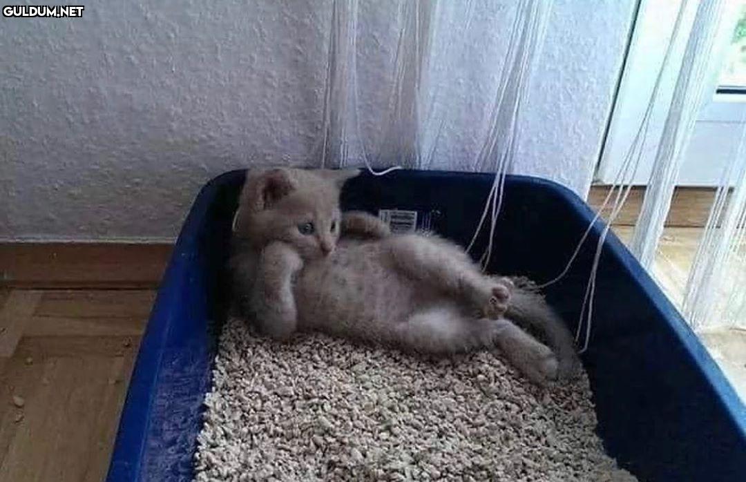 Uyudun mu?😽  Kaynak