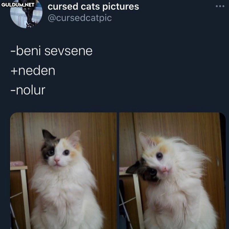 tipe bakın cursed cats...