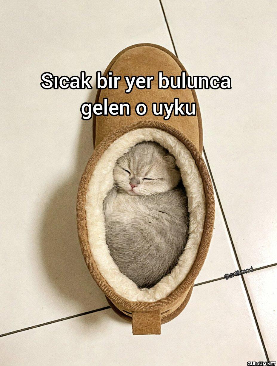 Sıcak bir yer bulunca...