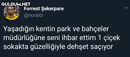 Forrest Şekerpare @nursici...