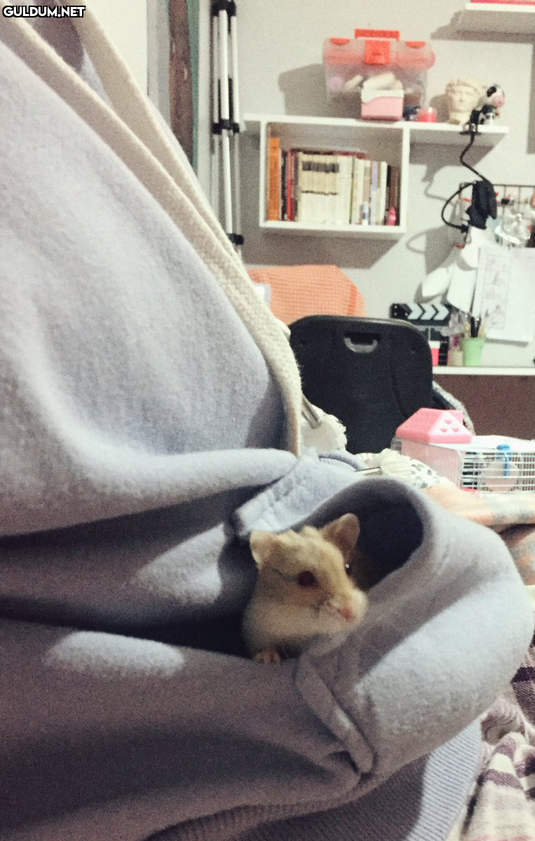 RT @surprisemot:    Kaynak