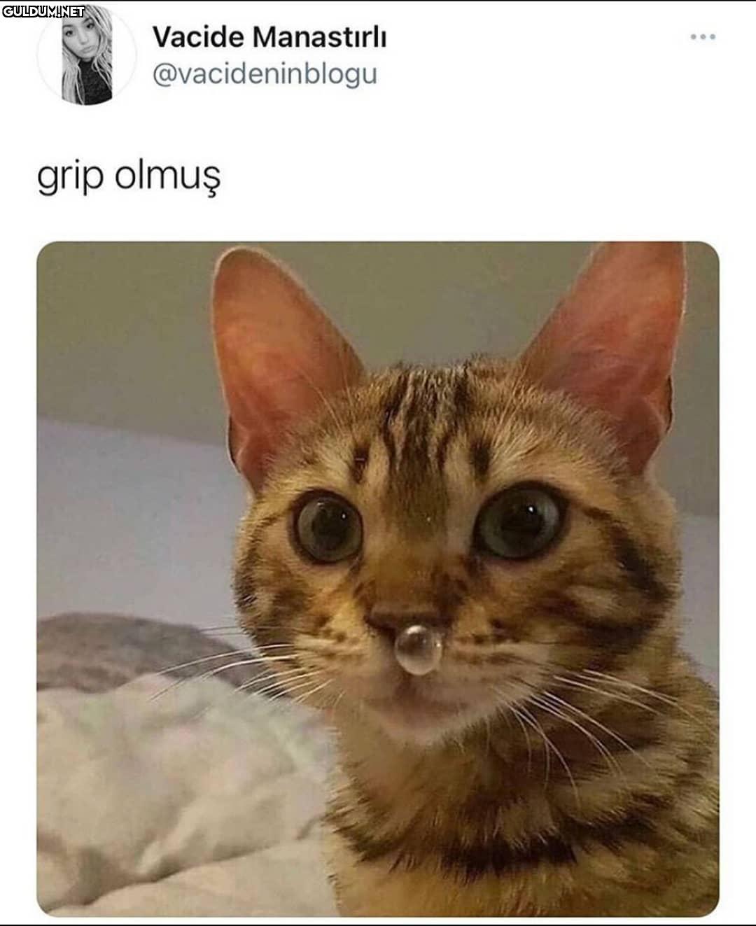 Yaa tipe bak kıyamam🥺...