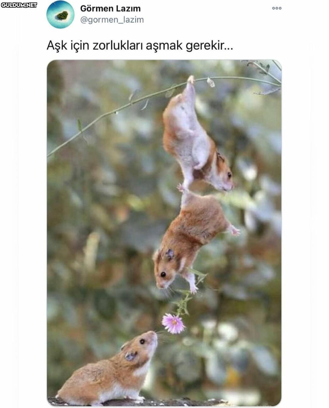 Çok tatlılar ya🥰 Görmen...