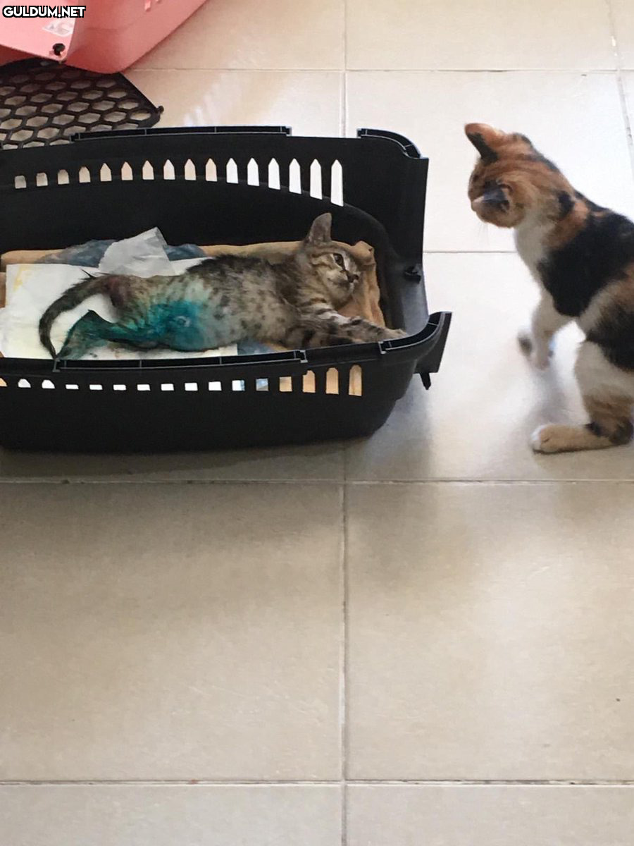 RT @AyaktaAlkis: Kliniğine...