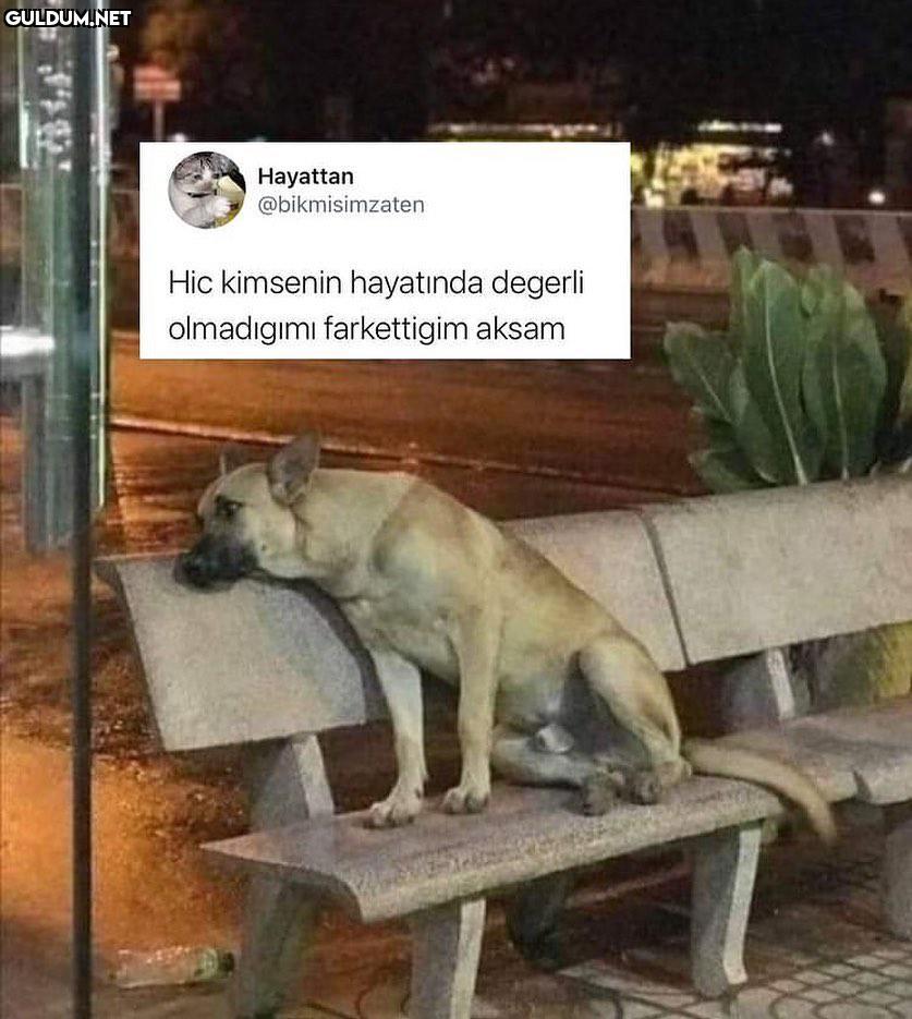 Garibanın yüzü gülür mü...
